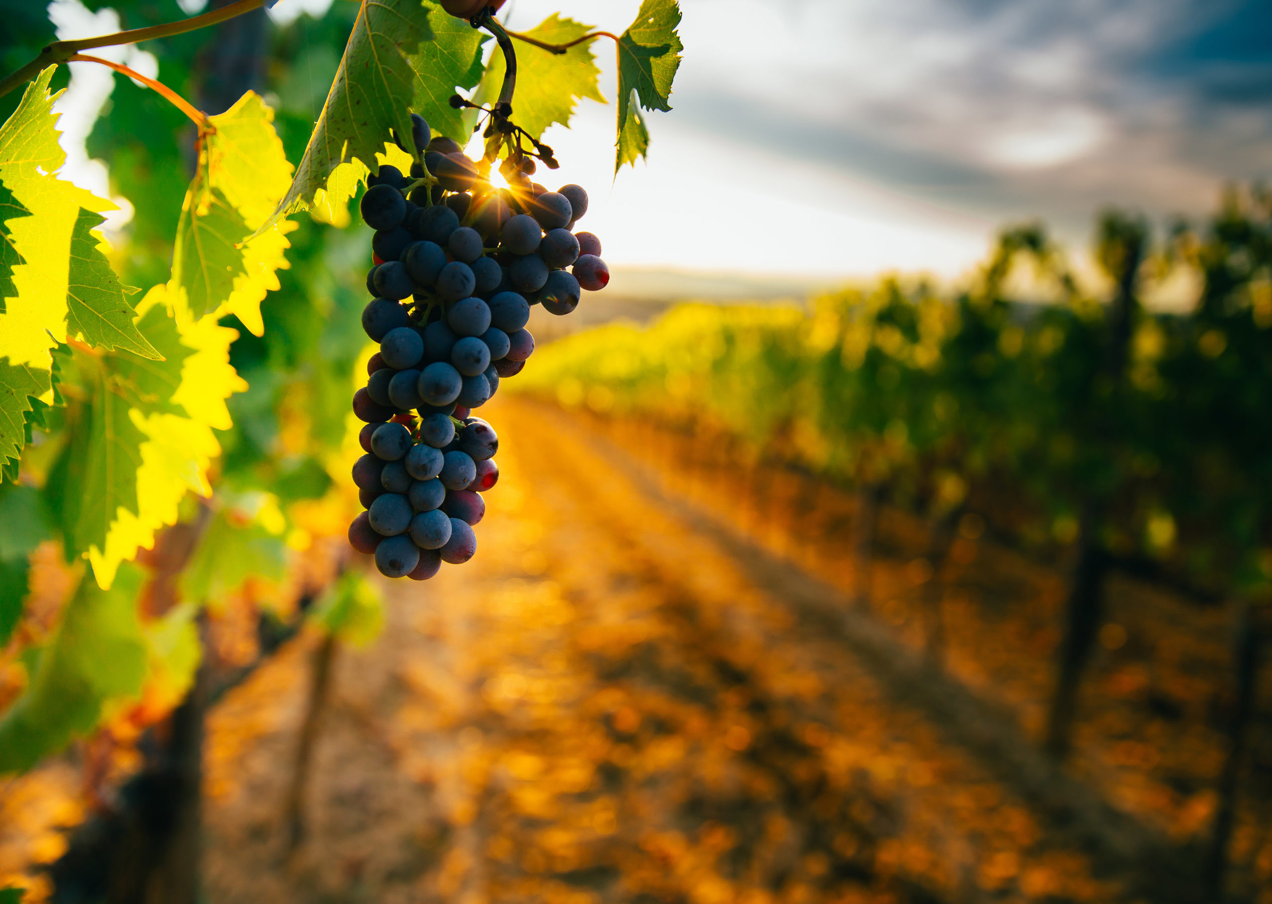 El autobús del vino