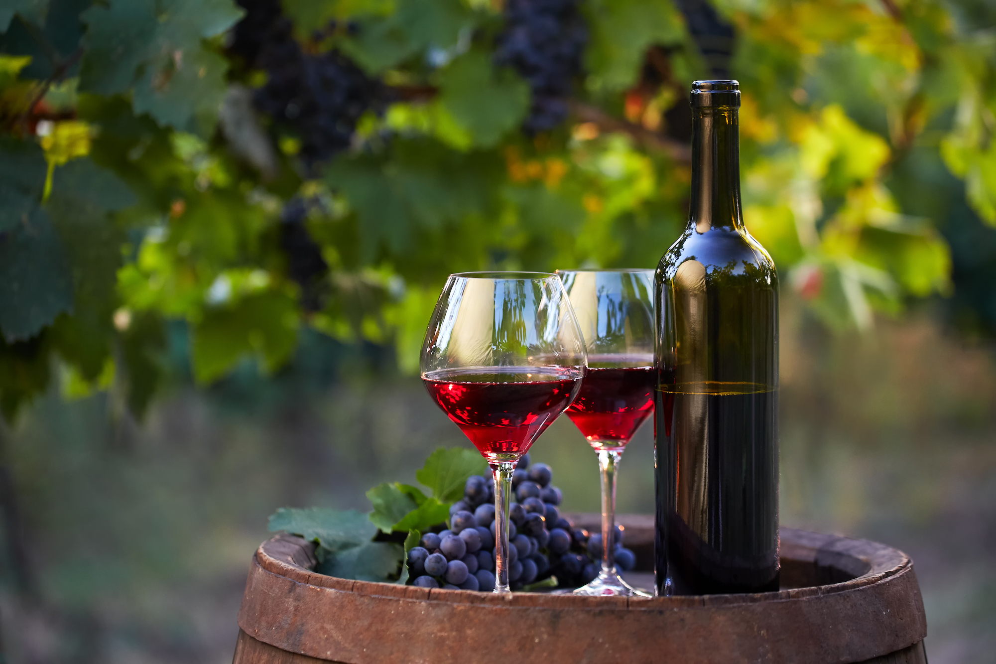 mejores vinos alicantinos
